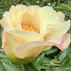 Domus Aureus IMG_1269